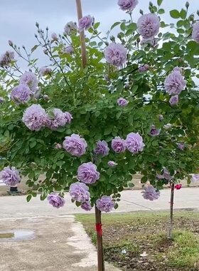 蓝色阴雨棒棒糖树状月季花树苗