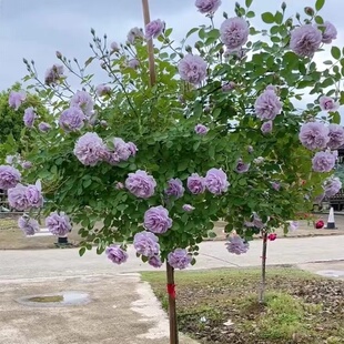 蓝色阴雨棒棒糖树状月季花树苗中花玫瑰四季阳台庭院浓香可垂吊