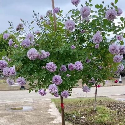 蓝色阴雨棒棒糖树状月季花树苗