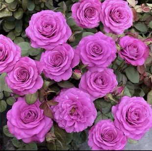 冥王星月季花苗盆栽庭院阳台四季开花植物