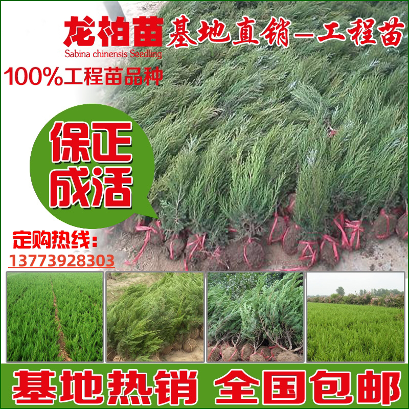 龙柏树单杆龙柏球龙柏造型树道路庭院工程绿化苗