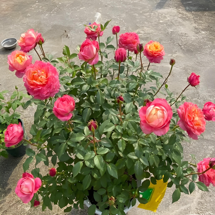 大花美人月季花苗棒棒糖大花浓香型多头花庭院楼顶花卉盆栽
