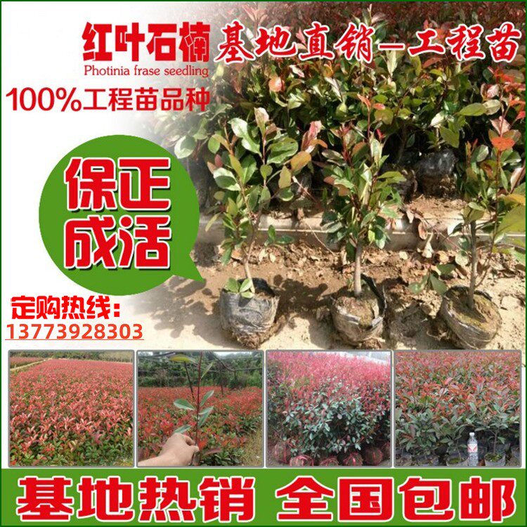 红火焰石楠小苗.石楠球.独杆石楠.石楠柱.庭院道路绿化苗木