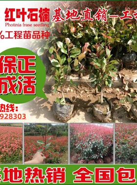 火焰石楠庭院绿化苗木