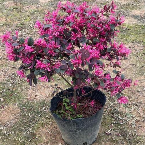 红花继木苗红檵木树苗红花檵木球庭院花卉四季红叶红花盆景球桩