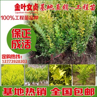 金叶女贞球女贞小苗篱笆四季常青庭院植物绿化耐旱耐阴无虫害