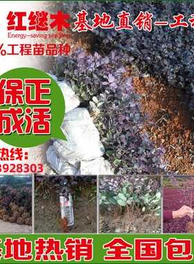 红花继木苗红檵木树苗红花檵木球庭院花卉四季红叶红花盆景球桩