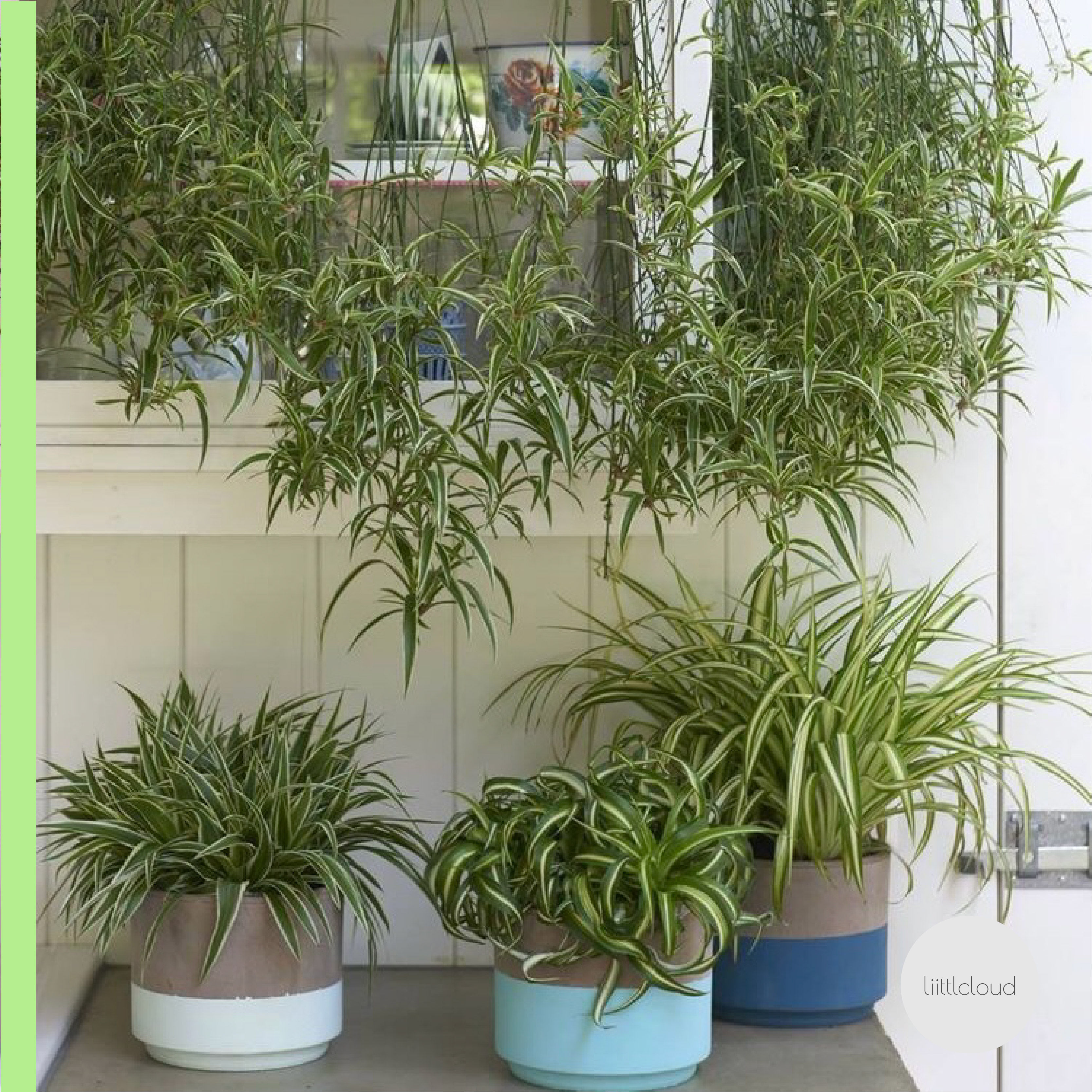 卷叶吊兰法国邦尼女郎四季常青好养盆栽窗台室内耐荫观叶北欧风