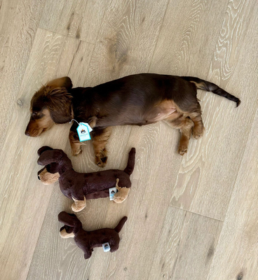 jellycat奥拓腊肠犬毛绒安抚玩偶