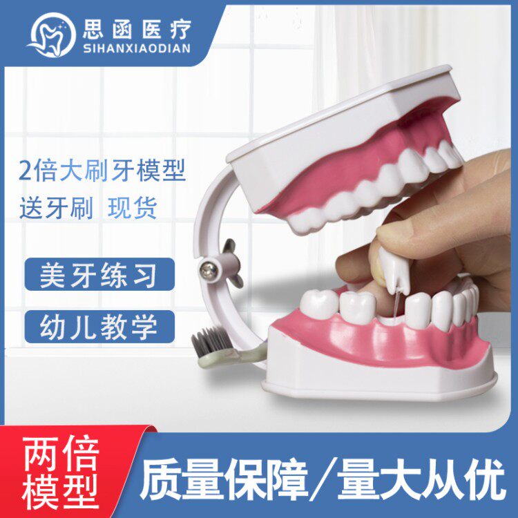 牙科2倍教学牙模型带舌头配牙刷下牙可拆卸牙齿早教玩具特价包邮