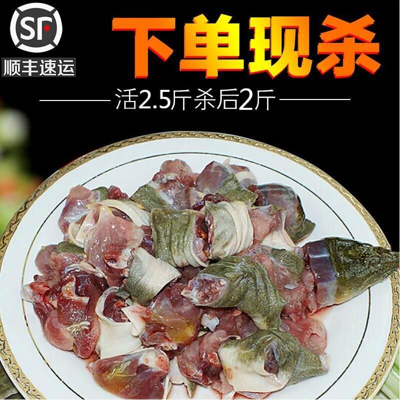现杀去膜甲鱼鲜活老鳖食用甲鱼肉鳖团鱼肉生态活王八2斤团鱼水产