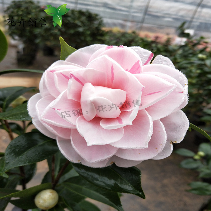 白底乔伊茶花,天鹅湖茶花图片,乔伊茶花图片_大山谷图库