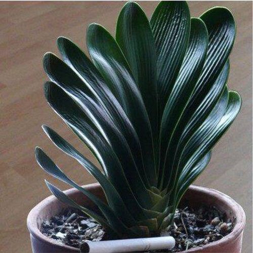 四季君子兰盆栽带花苞老苗大小苗花卉植物室内花绿植好养圆头和尚