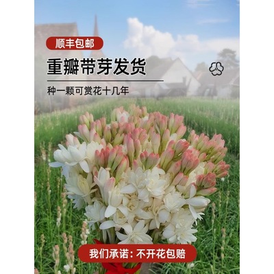 重瓣晚香玉种球盆栽夜来香浓香型鲜花卉绿植物庭院郁金香百合花苗