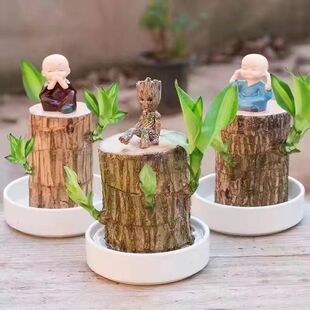爆款解决运输霉变巴西木水养水培植物幸运木桩盆栽格鲁特