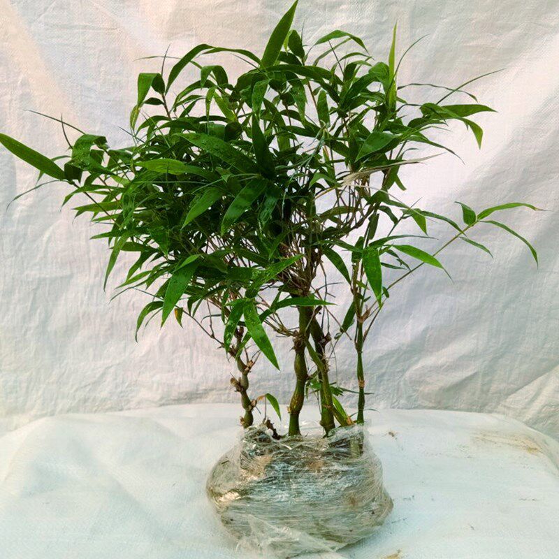 矮化佛肚竹盆栽罗汉竹盆景绿色植物凤尾竹 米竹 庭院竹多年生竹子