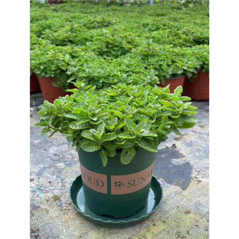 薄荷盆栽新鲜可食用香叶薄荷苗室内花园驱蚊植物猫薄荷苗绿植花卉