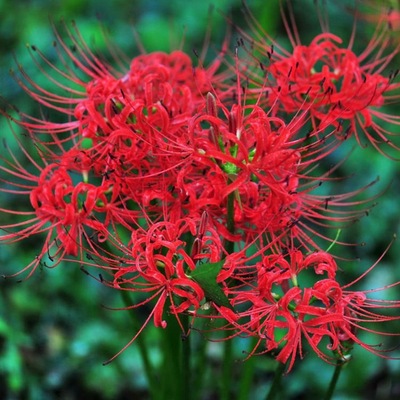 四季种球曼珠沙华盆栽红花换锦石蒜大种球花卉晚香玉鲜花地栽