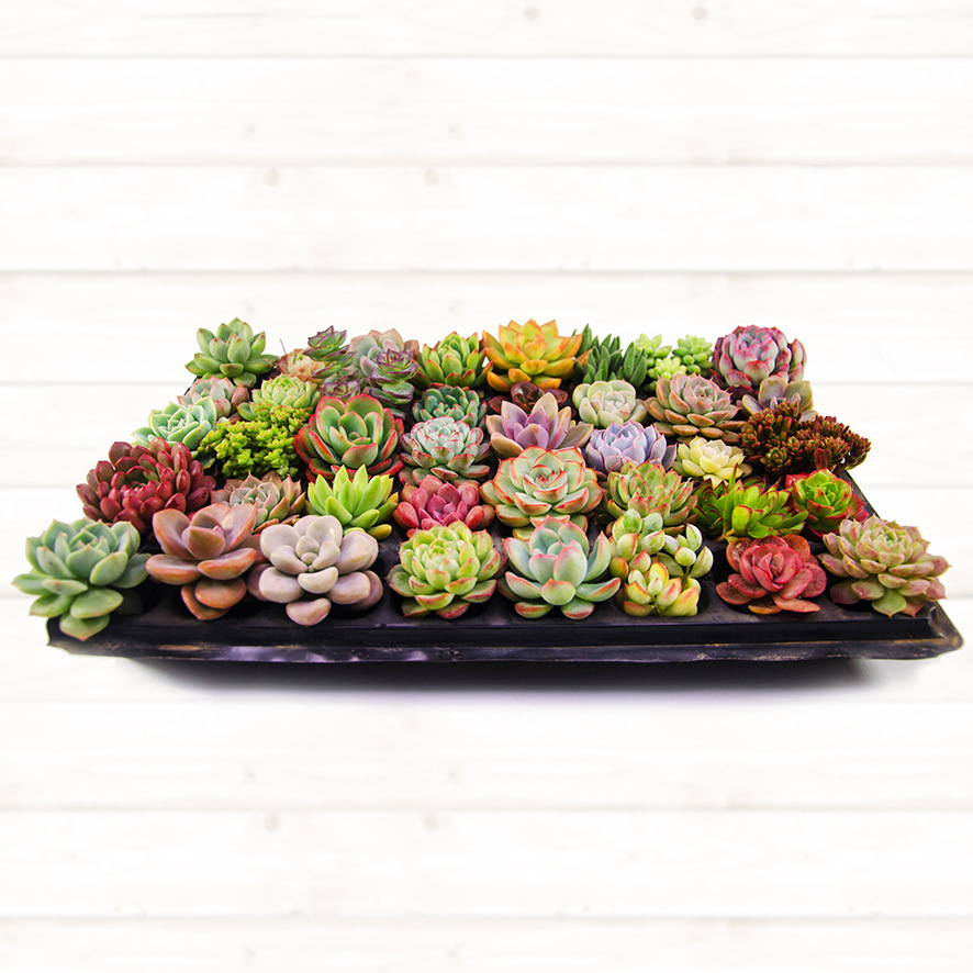 40颗多肉清棚小贵货老桩超大组合一筐一拍植物生石花组合盆栽包邮