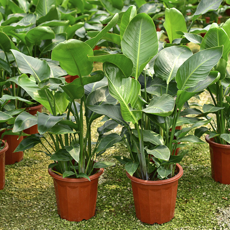 天堂鸟盆栽客厅室内好养大型花卉绿植办公室轻奢植物鹤望净化空气