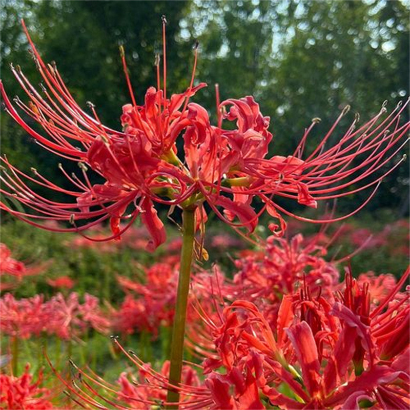 彼岸花种球曼珠沙华盆栽红花换锦石蒜大型种球阳台花卉浓香晚香玉