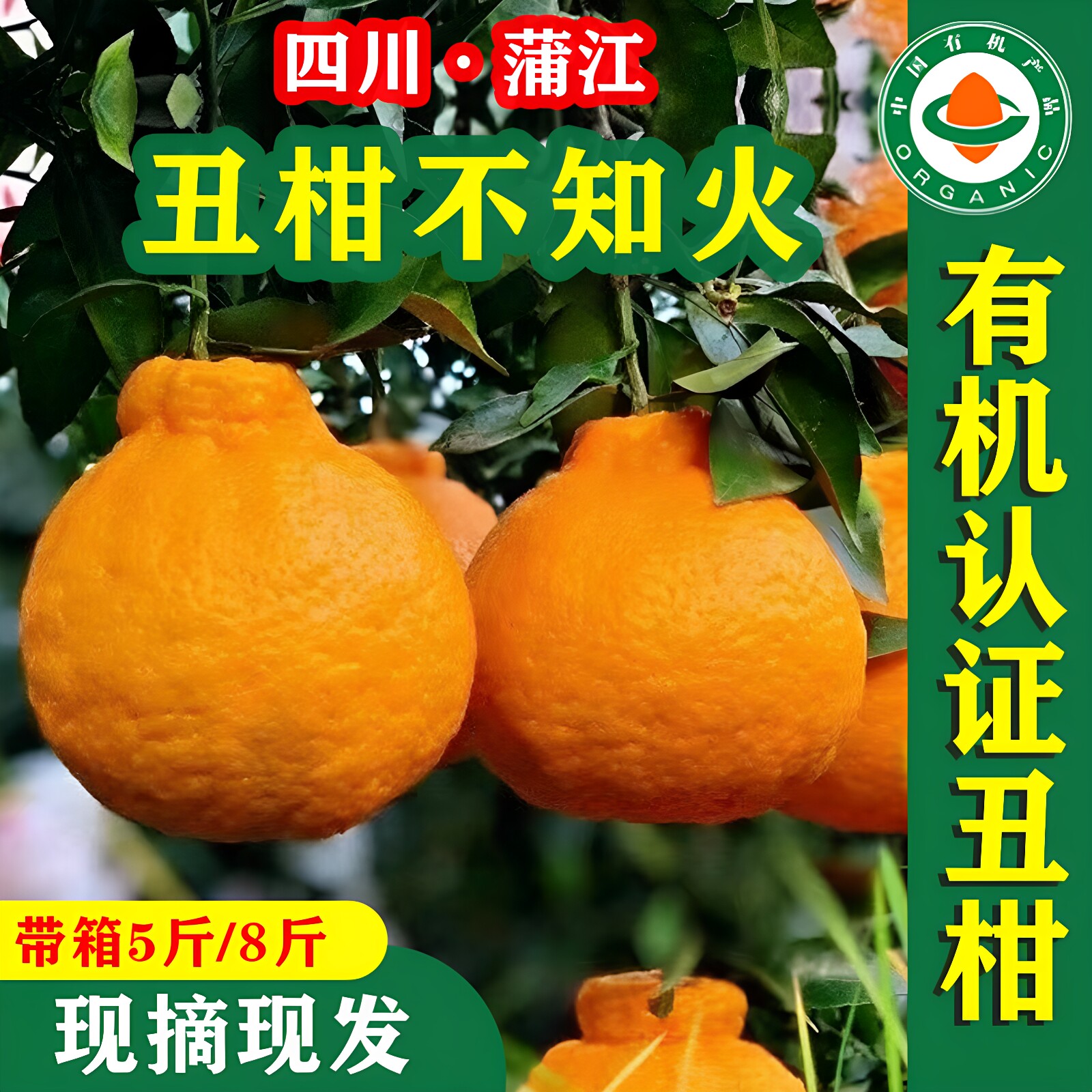 【顺丰】正宗四川蒲江有机丑柑当季新鲜现摘不知火丑八怪孕妇橘子