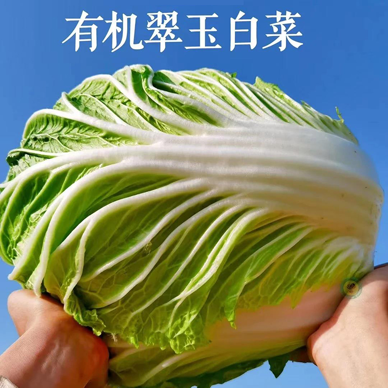 有机认证翠玉白菜半亩园无农药