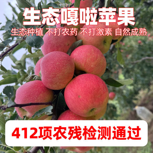 山西生态种植嘎啦苹果不打农药