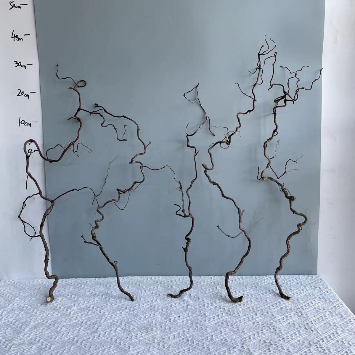 【龙枣枝】酸枣枝意境造型树枝弯曲奇异拍照道具造景