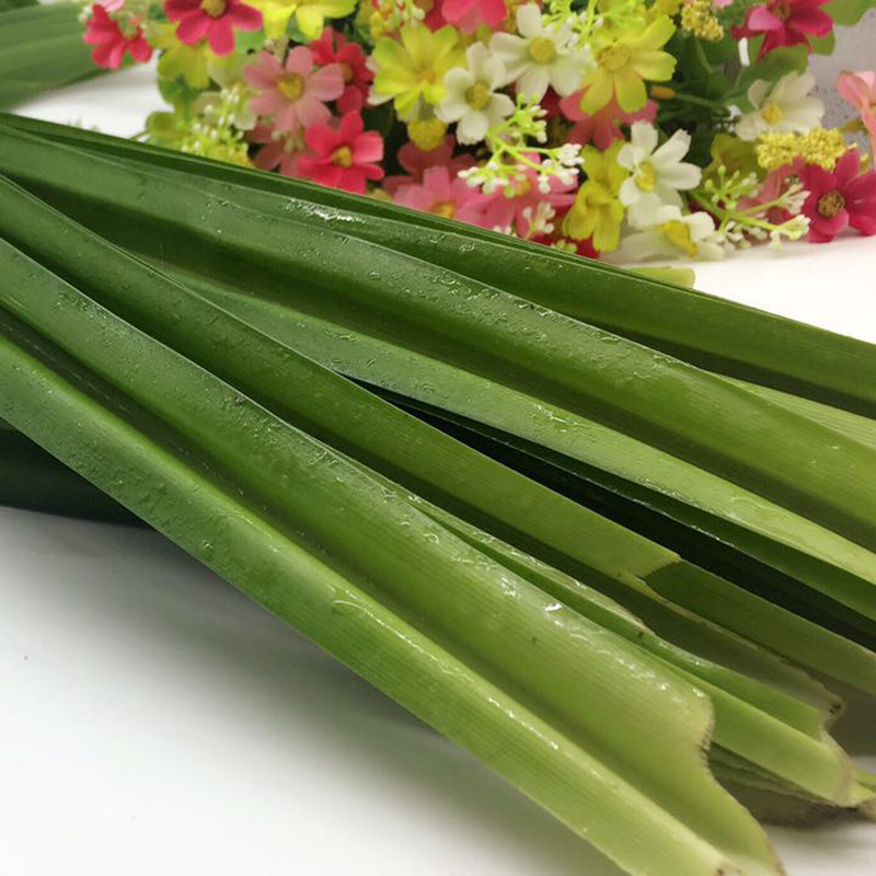 1500g新鲜斑斓叶香兰叶斑兰叶3斤班兰叶芒果糯米饭调料糕点包邮