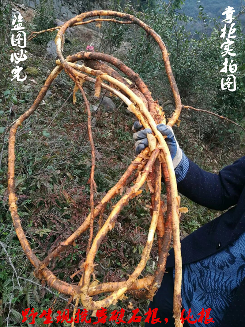 新鲜野生穿破石500g九层皮山荔枝根剥壳黄蛇根金腰带柘刺根包邮