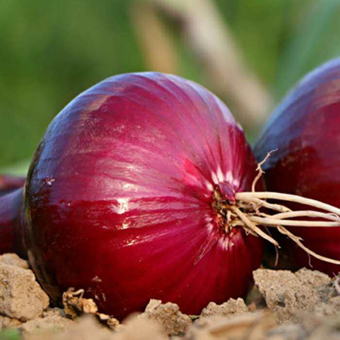 2019年山东新鲜紫红皮洋葱新鲜小洋葱头蔬菜农产品十斤装包邮