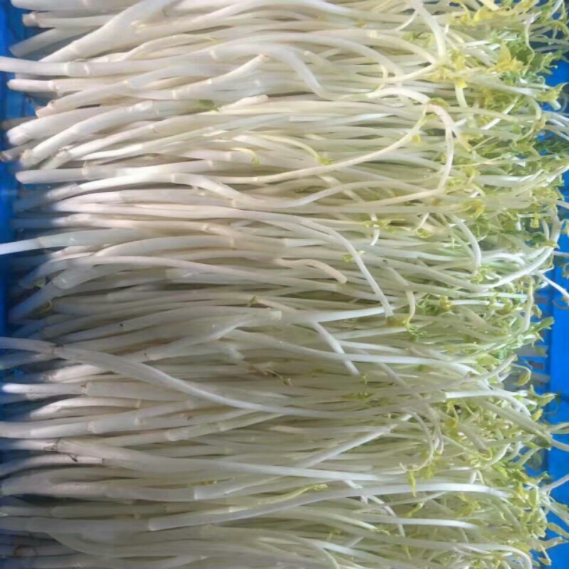 天目湖特产 溧阳白芹无根 芹丫水芹新鲜芹菜