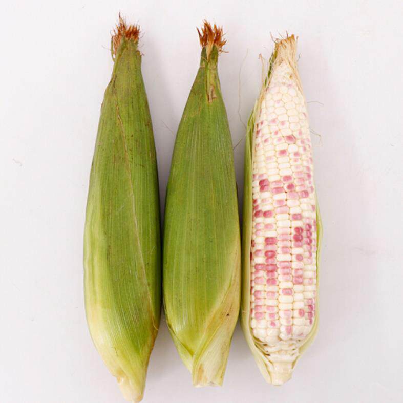 现摘广西新鲜花甜糯玉米8斤包邮粘黏玉米新鲜玉米