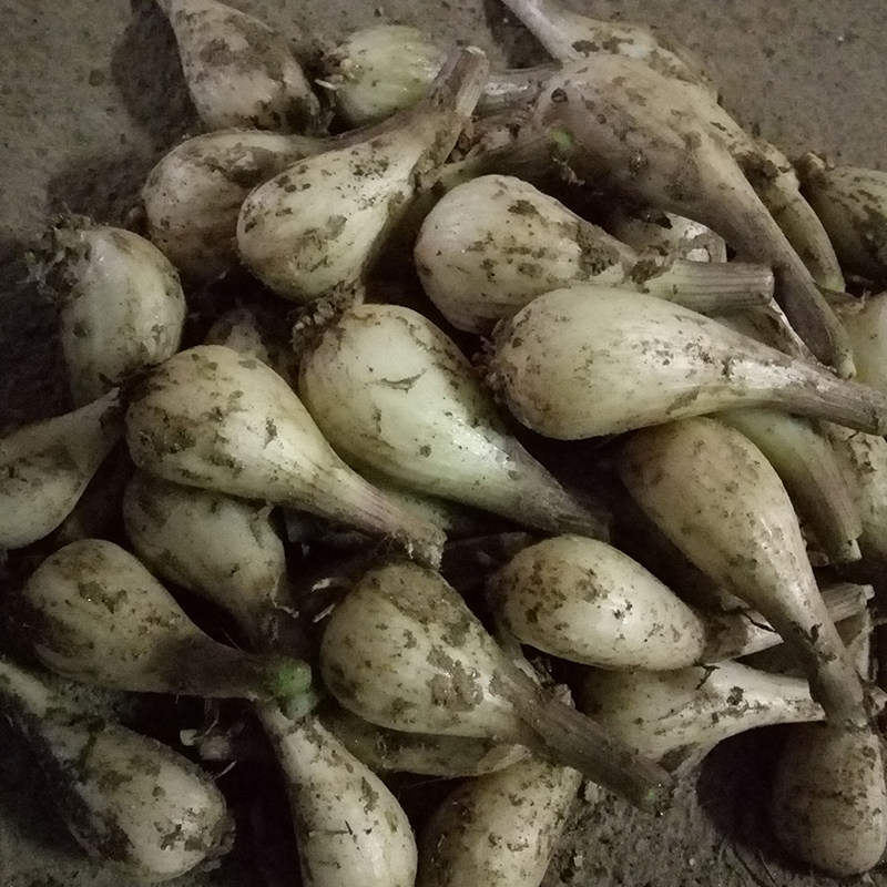 5斤农家教头新鲜蔬菜无叶荞子做泡菜用荞头藠头茭头薤白现挖叫头