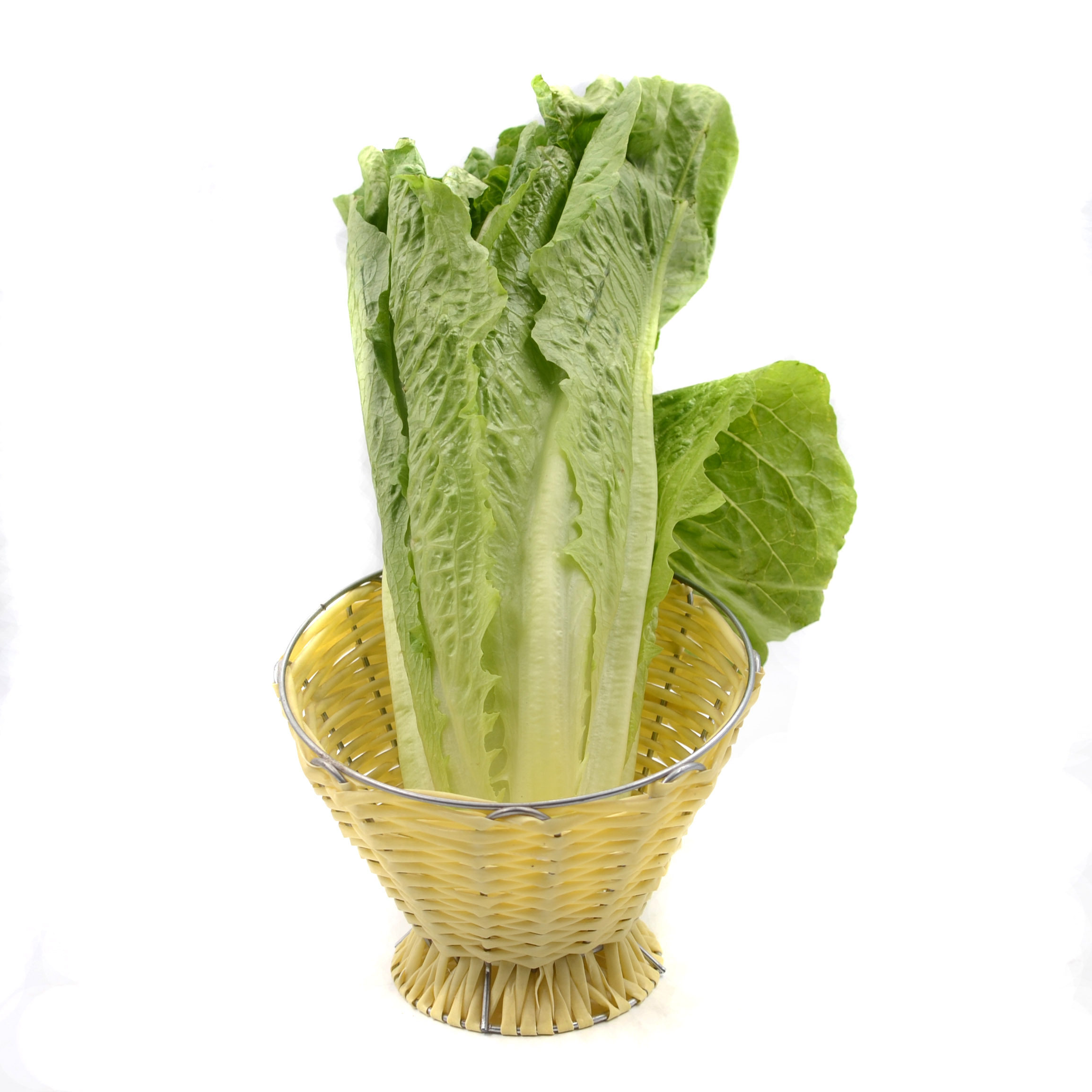 罗马生菜  包心罗马生菜 包罗马绿500g 沙拉菜 时令新鲜蔬菜