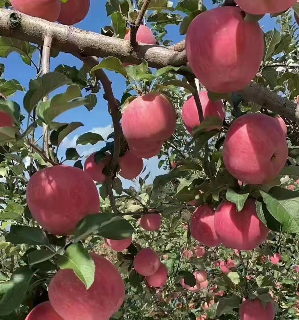 甘肃静宁红富士精品苹果带箱5斤/10斤新鲜水果脆甜整箱顺丰