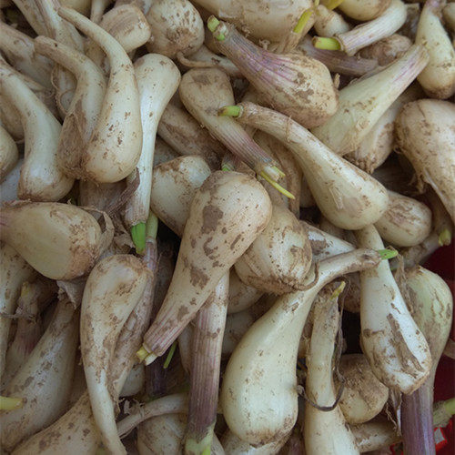 湖南特产新鲜蔬菜泡菜原材料藠头教头带泥荞头土藠子5斤装包邮