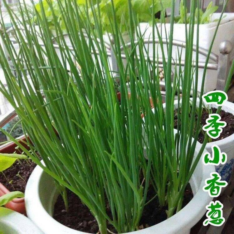 四季小香葱种头葱种籽火葱红头葱种子苗阳台盆栽葱苗小葱干葱头红