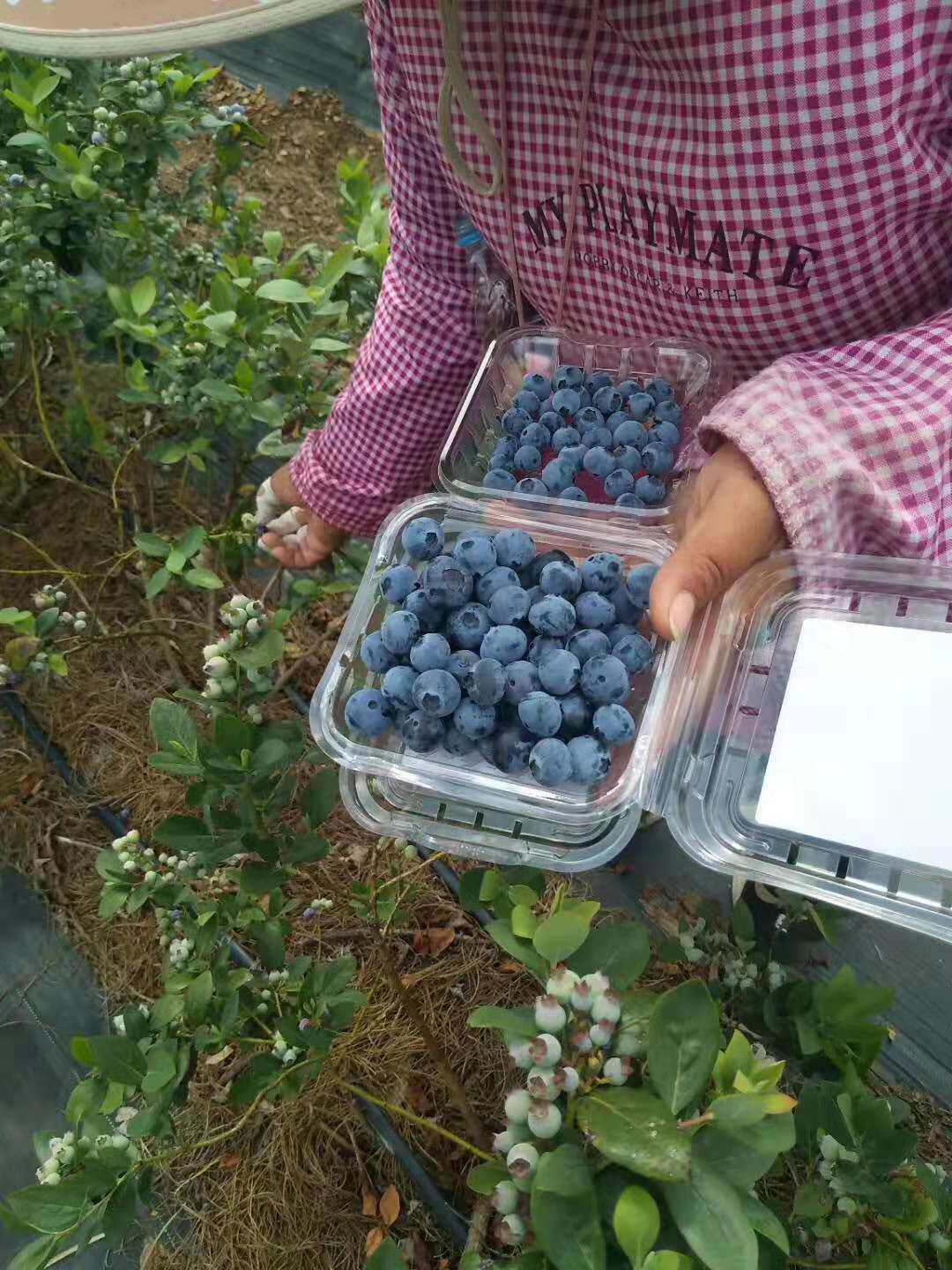 云南蓝莓鲜果应季产地现摘现货净重1斤/4盒新鲜水果孕妇宝宝辅食