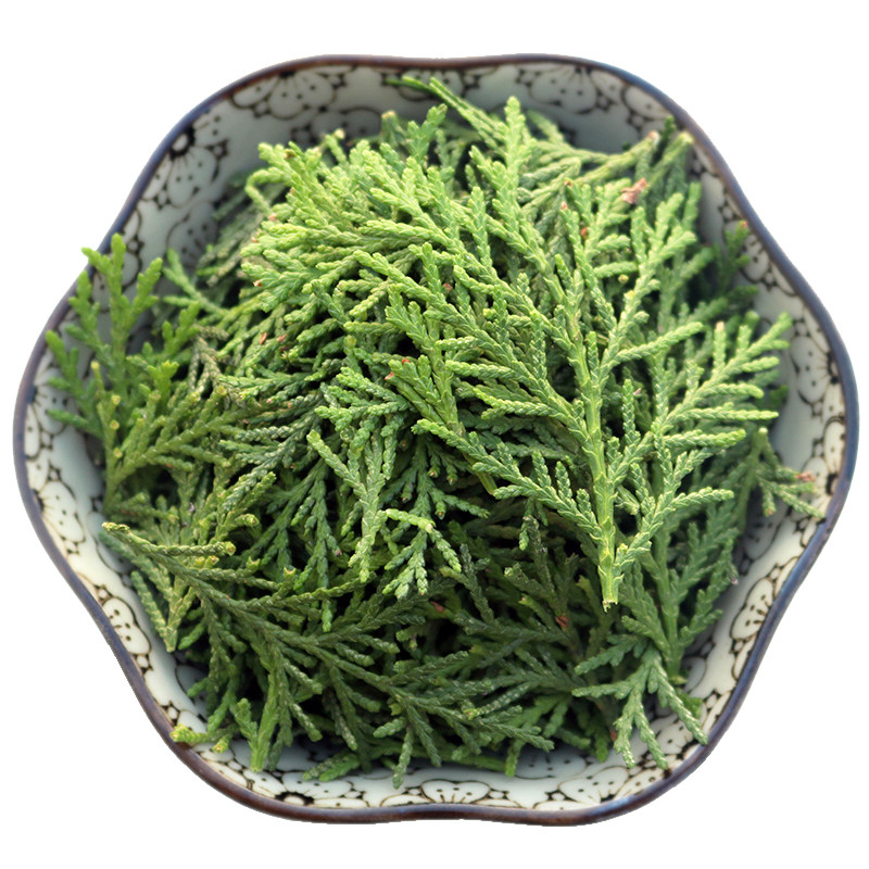 新鲜侧柏叶洗发乌发黑发泡酒精选纯叶子