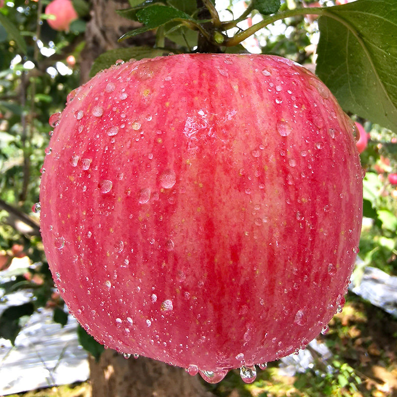 山西运城红富士苹果8.5斤礼盒装新鲜水果当季整箱丑萍果