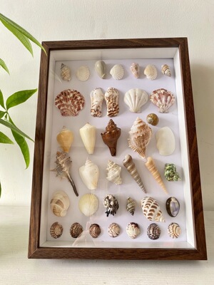 海南三亚原创手作天然贝壳海螺海胆海星标本玻璃相框生日礼物摆件