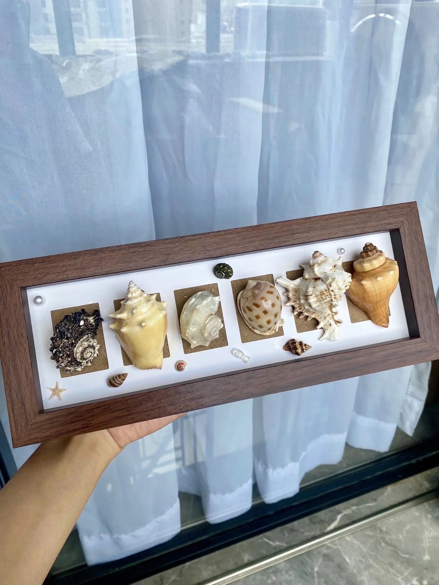 海南三亚复古海洋天然海胆海螺贝壳标本创意桌面摆件节日生日礼物