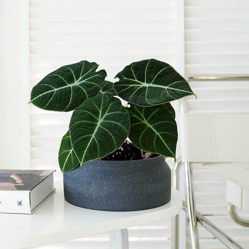 北欧风室内家居酒店阳台办公室简约小清新韩国简约圆形水泥花盆