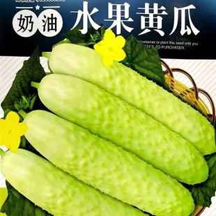 白黄瓜种子奶油黄瓜种子白皮水果黄瓜籽黄瓜本地白黄瓜白色小黄瓜