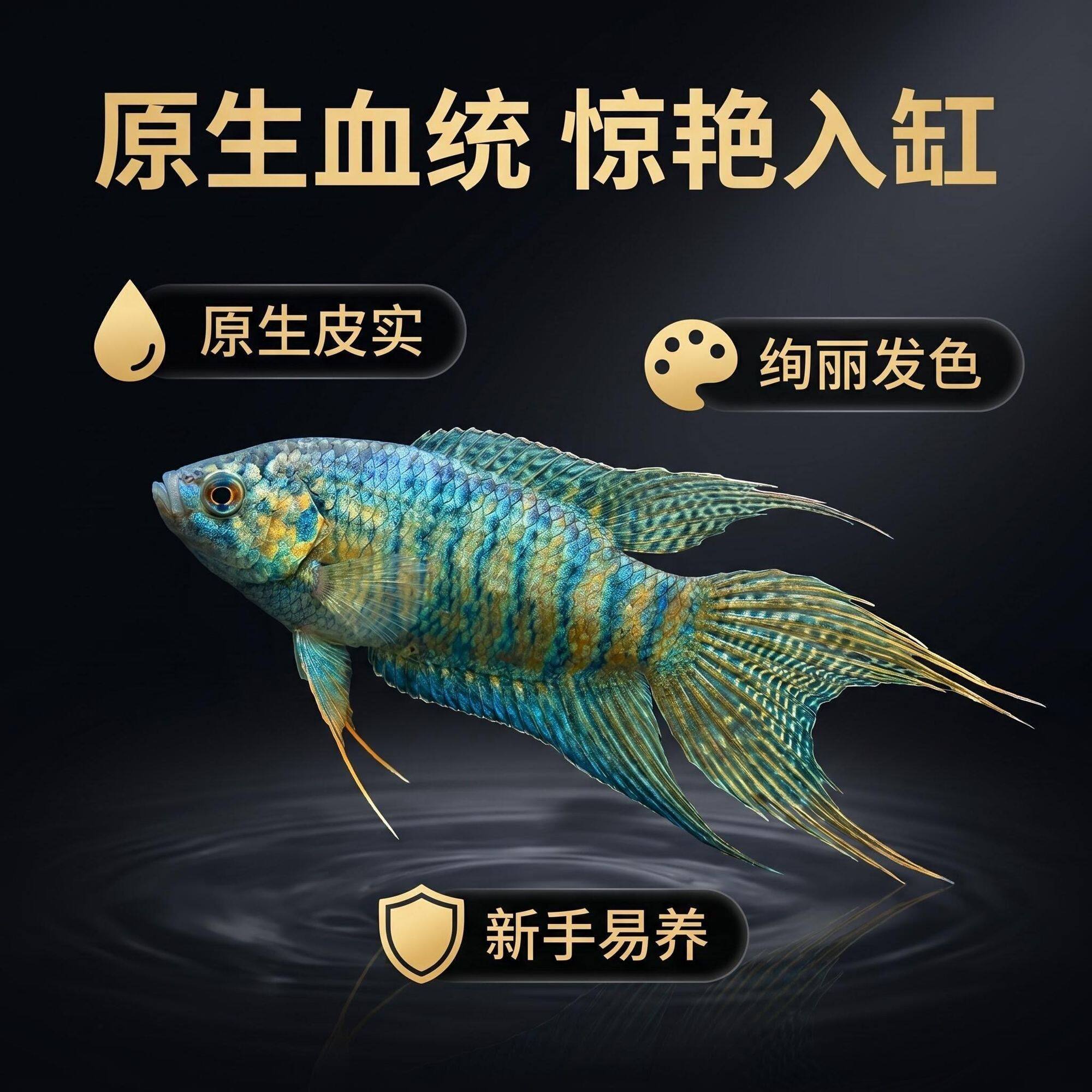 中国蓝叉斗鱼活体冷水好养不打氧