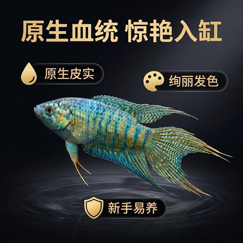 中国蓝叉斗鱼活体冷水好养不打氧