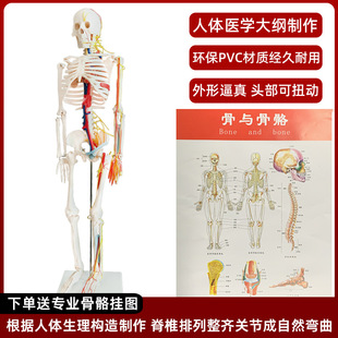 170厘米全身成人骨架人体模型85cm人体骨骼模型骷髅教学脊椎模型
