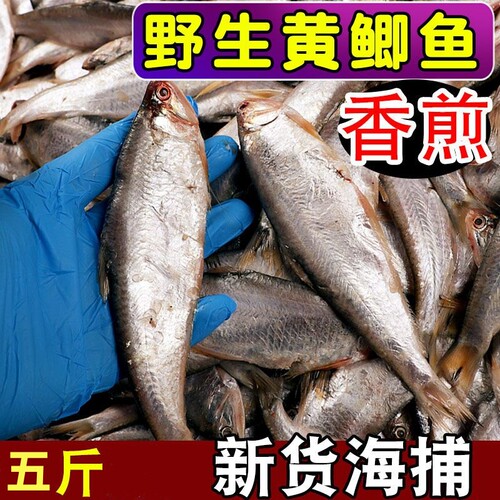 五斤装黄尖子鱼新鲜冷冻油炸黄鲫子鱼海捕油扣马口鱼鲜活速冻毛扣